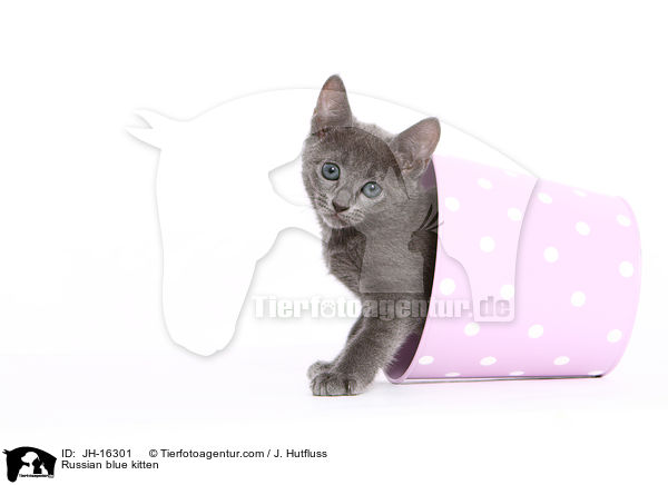 Russisch Blau Ktzchen / Russian blue kitten / JH-16301