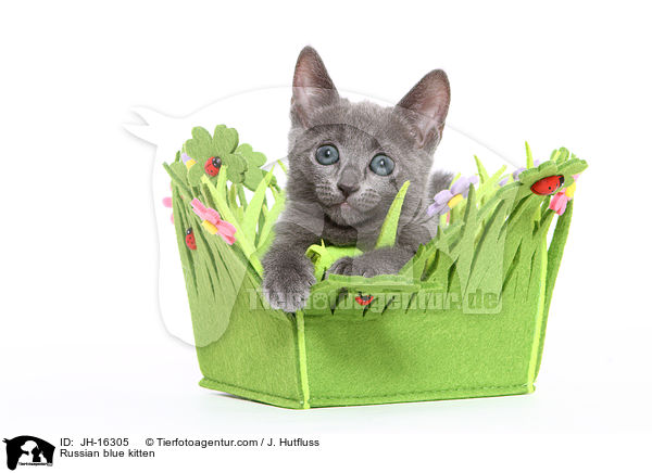 Russian blue kitten / JH-16305