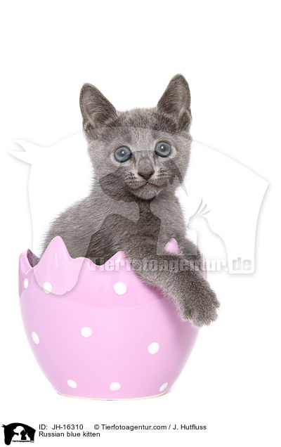 Russisch Blau Ktzchen / Russian blue kitten / JH-16310
