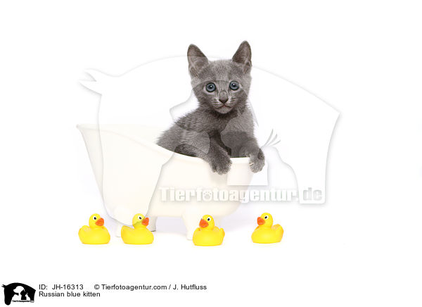 Russian blue kitten / JH-16313