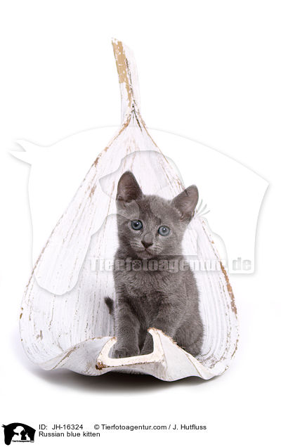 Russian blue kitten / JH-16324