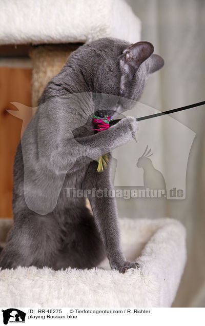 spielende Russisch Blau / playing Russian blue / RR-46275