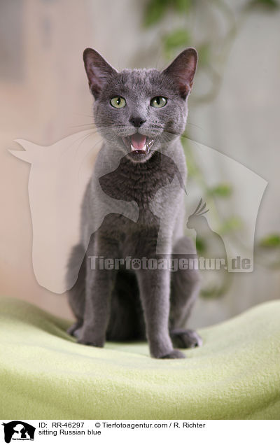 sitzende Russisch Blau / sitting Russian blue / RR-46297