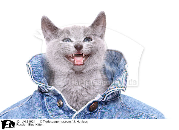 Russisch Blau Ktzchen / Russian Blue Kitten / JH-21624