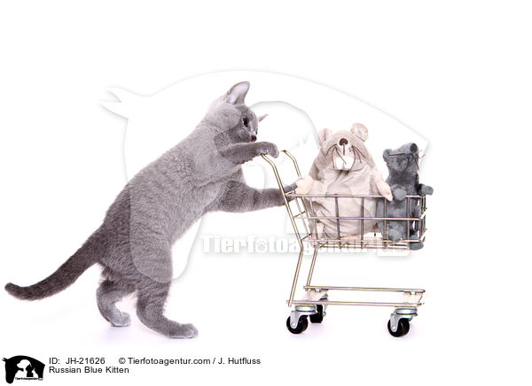 Russisch Blau Ktzchen / Russian Blue Kitten / JH-21626