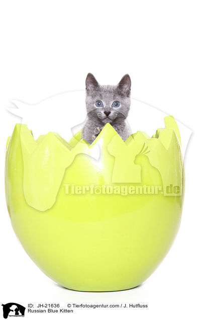 Russisch Blau Ktzchen / Russian Blue Kitten / JH-21636