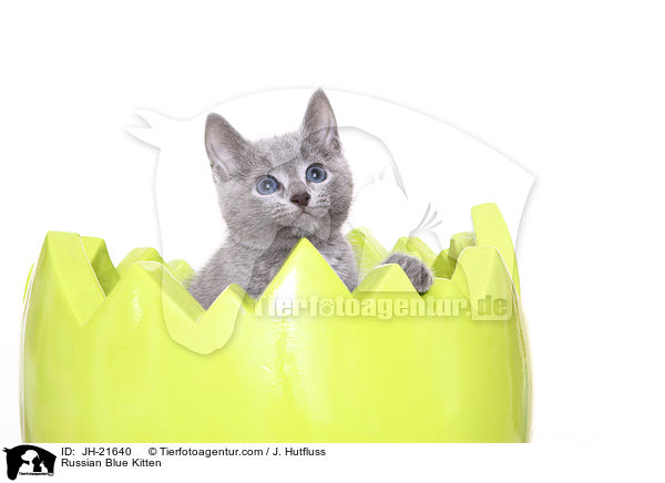 Russisch Blau Ktzchen / Russian Blue Kitten / JH-21640
