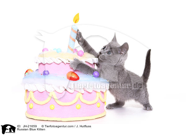 Russisch Blau Ktzchen / Russian Blue Kitten / JH-21659