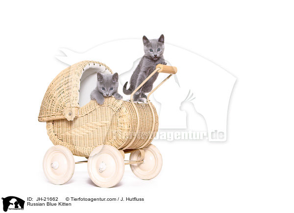 Russisch Blau Ktzchen / Russian Blue Kitten / JH-21662