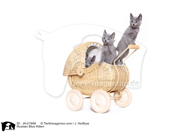 Russisch Blau Ktzchen / Russian Blue Kitten / JH-21666