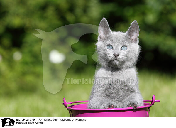 Russisch Blau Ktzchen / Russian Blue Kitten / JH-21679