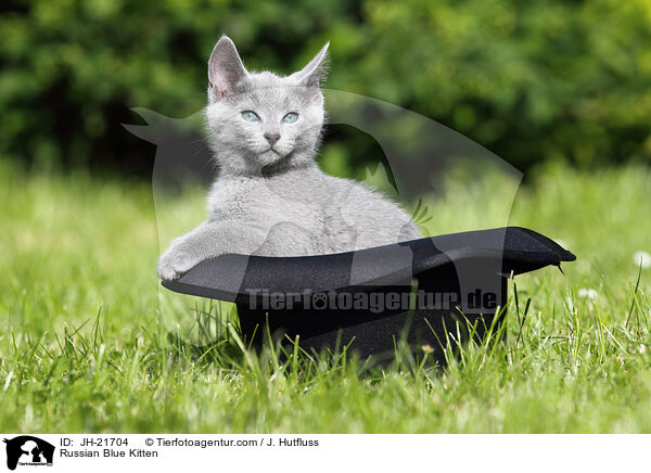 Russisch Blau Ktzchen / Russian Blue Kitten / JH-21704