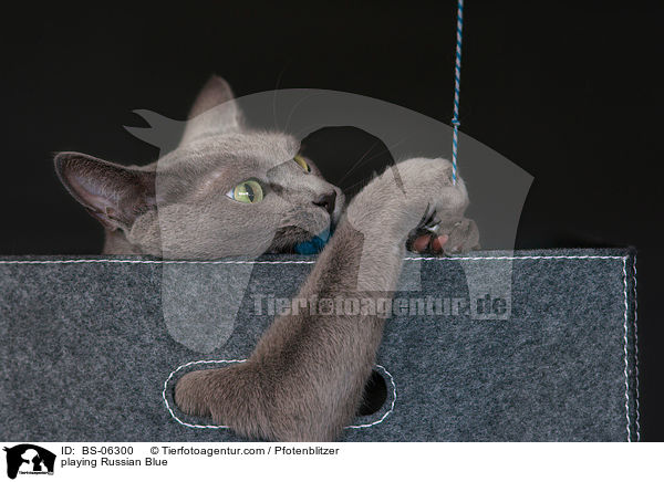 spielende Russisch Blau / playing Russian Blue / BS-06300