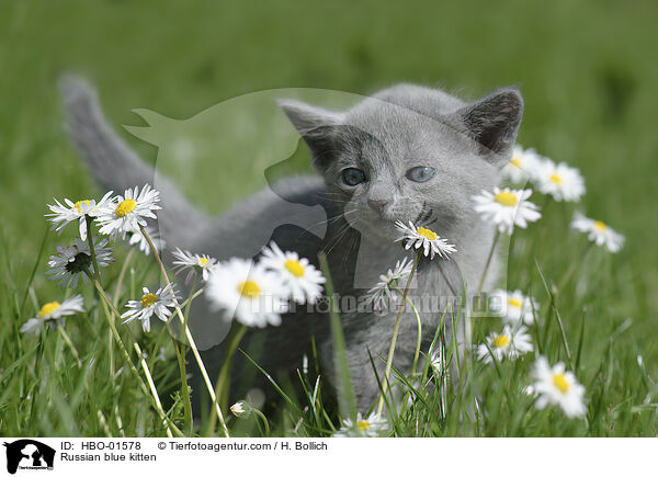 Russisch Blau Ktzchen / Russian blue kitten / HBO-01578
