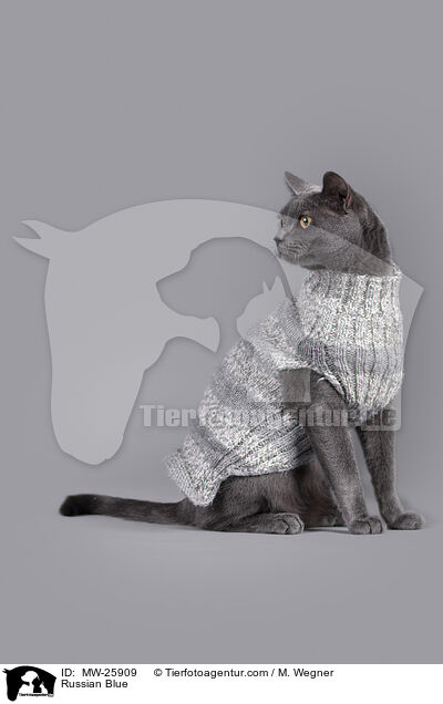 Russisch Blau / Russian Blue / MW-25909