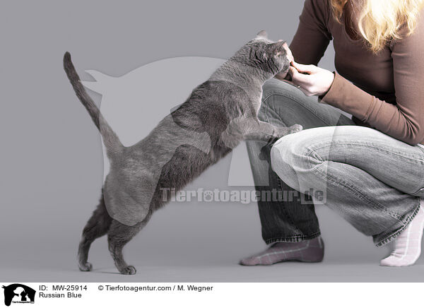 Russisch Blau / Russian Blue / MW-25914