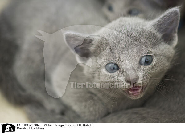 Russisch Blau Ktzchen / Russian blue kitten / HBO-05384