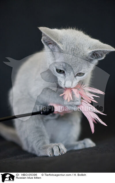 Russisch Blau Ktzchen / Russian blue kitten / HBO-05396