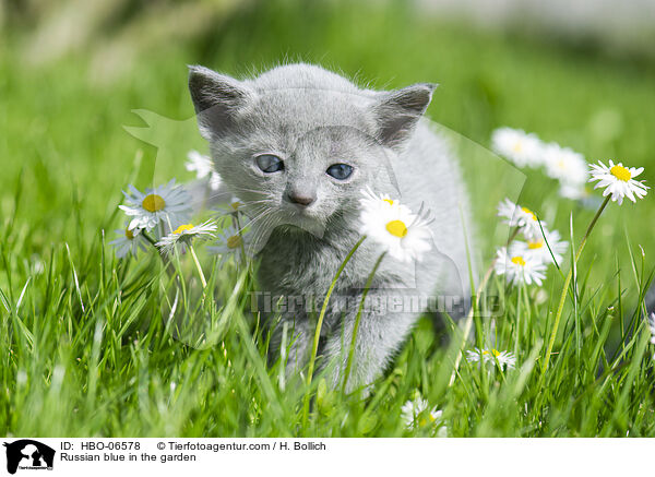 Russisch Blau im Garten / Russian blue in the garden / HBO-06578