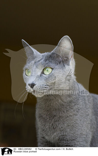 Russisch Blau Portrait / Russian blue portrait / HBO-06582