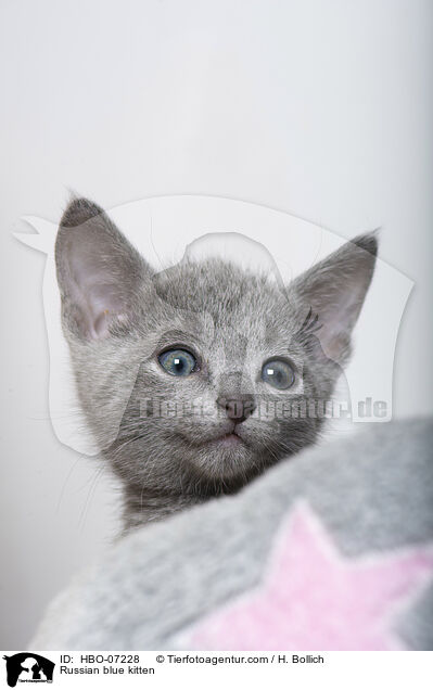 Russisch Blau Ktzchen / Russian blue kitten / HBO-07228