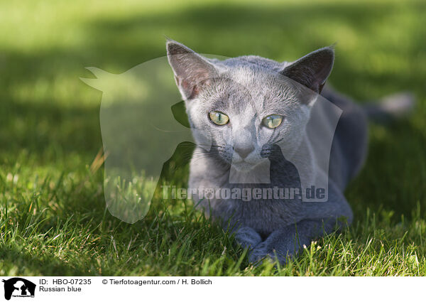Russisch Blau / Russian blue / HBO-07235