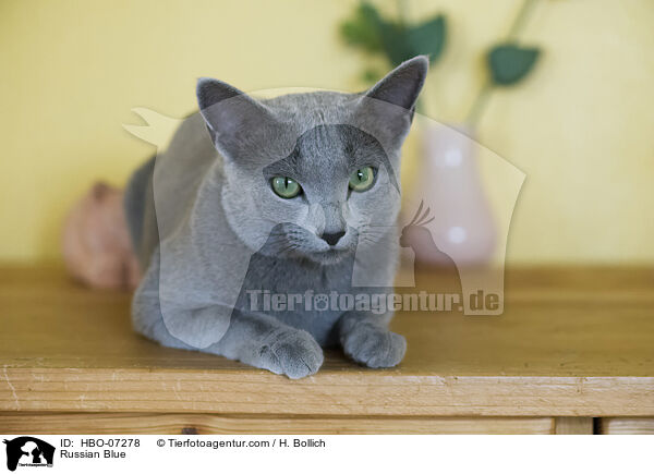 Russisch Blau / Russian Blue / HBO-07278