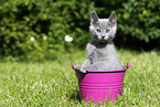 Russian Blue Kitten