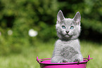 Russian Blue Kitten