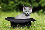 Russian Blue Kitten