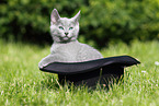 Russian Blue Kitten