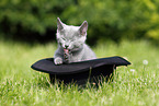 Russian Blue Kitten