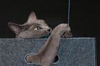 playing Russian Blue