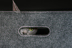 Russian Blue