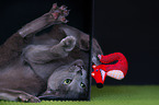playing Russian Blue