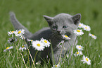 Russian blue kitten