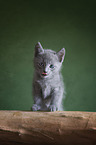Russian blue kitten
