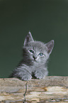 Russian blue kitten