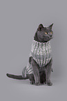 Russian Blue