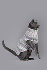 Russian Blue