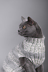 Russian Blue