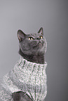 Russian Blue