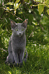 Russisch Blau in the garden