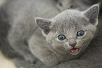 Russian blue kitten