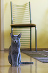 Russian blue