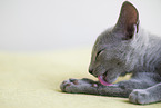 Russian blue kitten