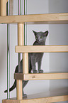 Russian blue kitten