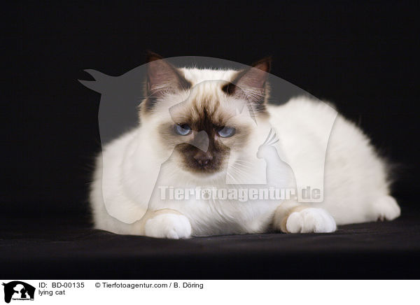 lying cat / BD-00135
