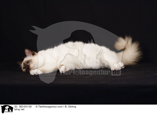 lying cat / BD-00138