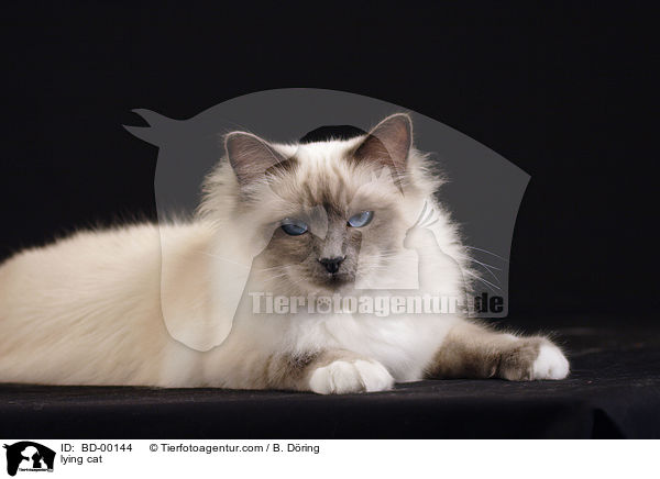 liegende Heilige Birma / lying cat / BD-00144